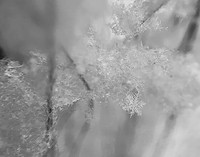 Snowflakes #1
