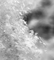 Snowflakes #2