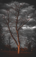 Bare Tree