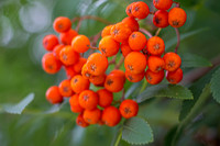 Berries
