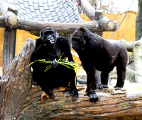Gorillas