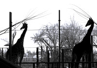Giraffes