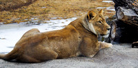 Lioness
