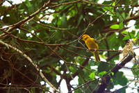 Yellow Bird