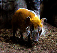 Wild Pig