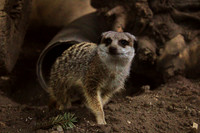 Meerkat