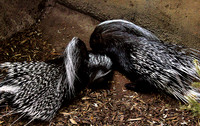 Porcupines