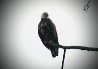 Eagle#3