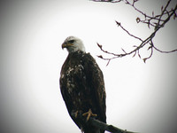 Eagle#1