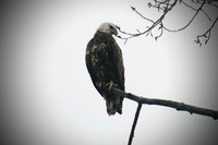 Eagle#2