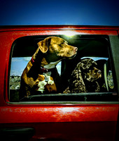 Dogs in a truck