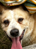 Jaxx the dingo dog