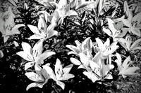IMG_4478_Original