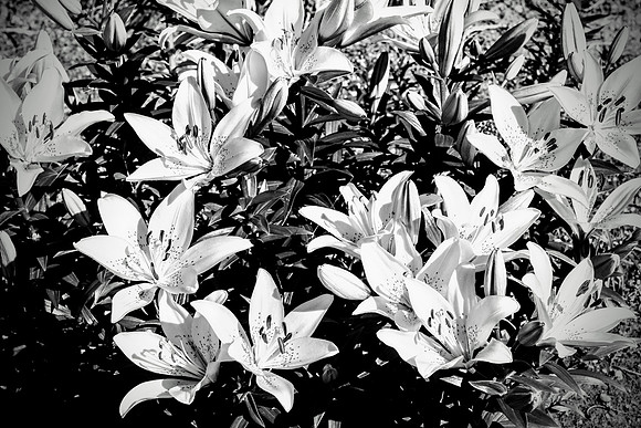 IMG_4478_Original